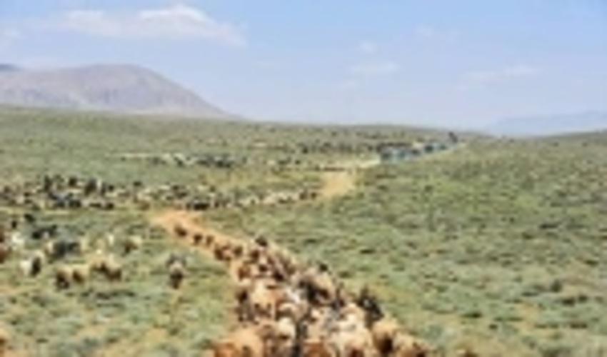 اخراج 20 هزار واحد دامی غیر مجاز از مراتع شهرستان ری