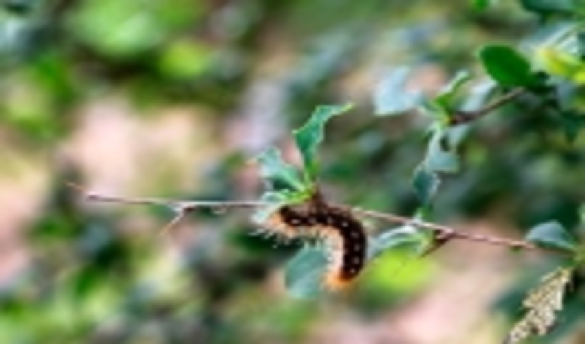 نوشهر/ مبارزه با آفت پروانه دم قهوه ای به زودی آغاز می شود