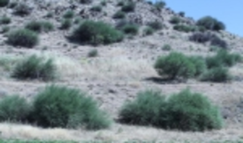 قم/بادام کوهی؛ سرمایه اقتصادی نهفته در مراتع