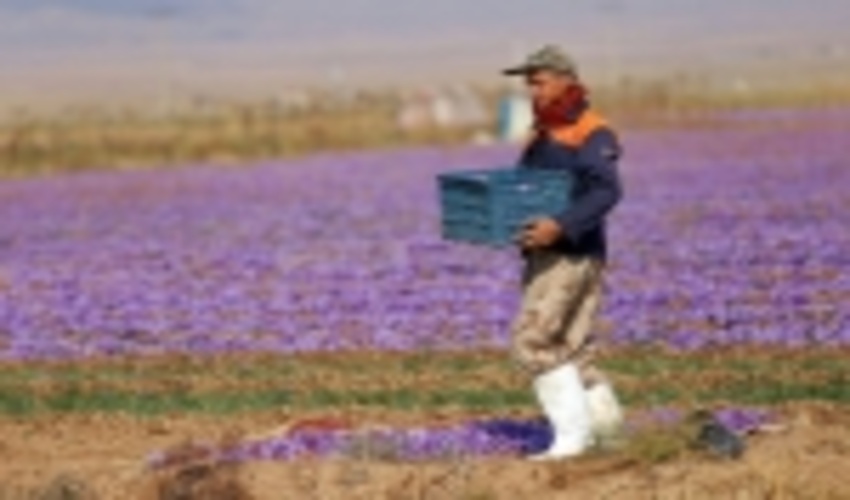 گیاهان دارویی؛ سرمایه‌ای با چشم‌انداز جهانی