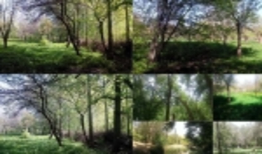 جنگل‌‌های طبیعی استان زنجان هیچ گونه مجوز بهره‌برداری ندارند 