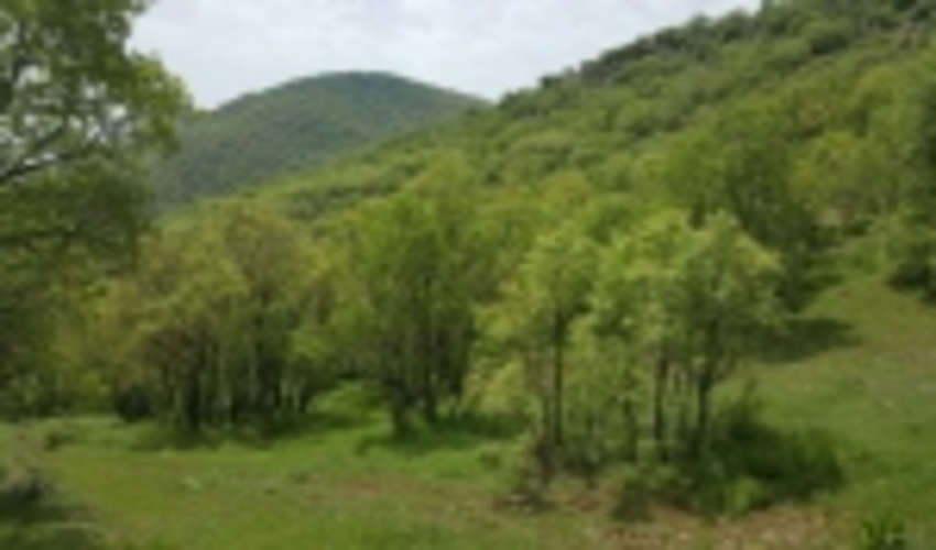 جنگلکاری اقتصادی با مشارکت مردم طراحی و اجرا می شود