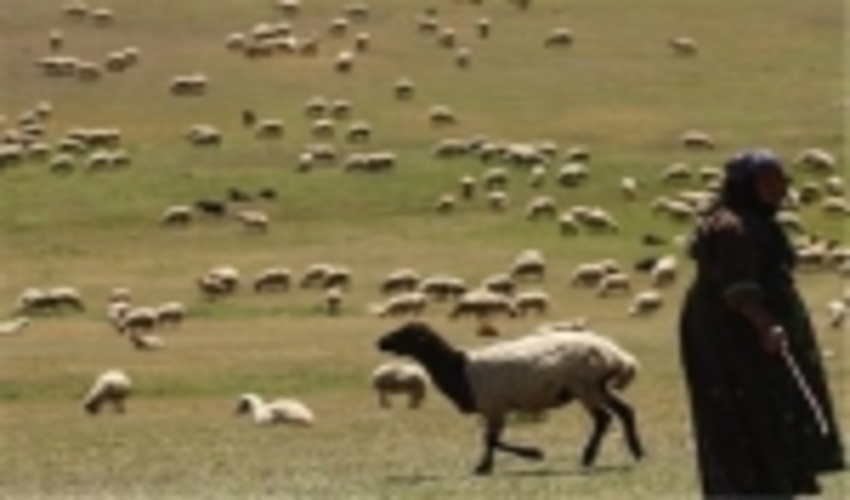 خراسان رضوی/رابطه دام و مرتع؛ تعادلی یا تخریبی؛ چرای بیش از حد فقر می‌آورد 