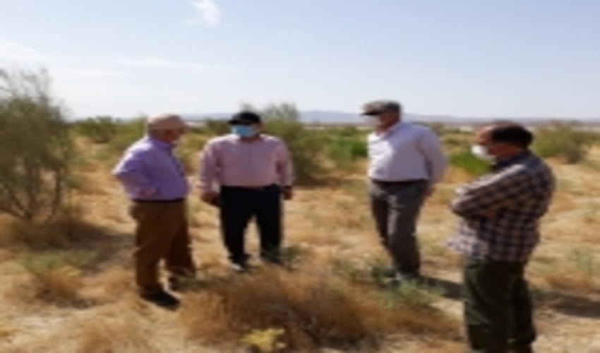 تولید یکصد هزار نهال سریع‌الرشد در استان البرز