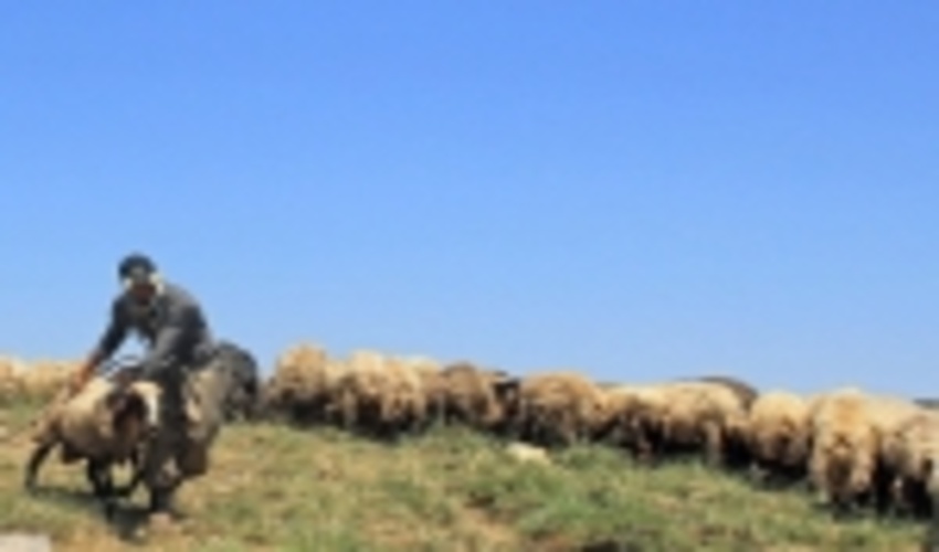 واگذاری مدیریت ۱۷ هزار و ۵۳۱ هکتار مراتع خراسان شمالی به بهره‌برداران