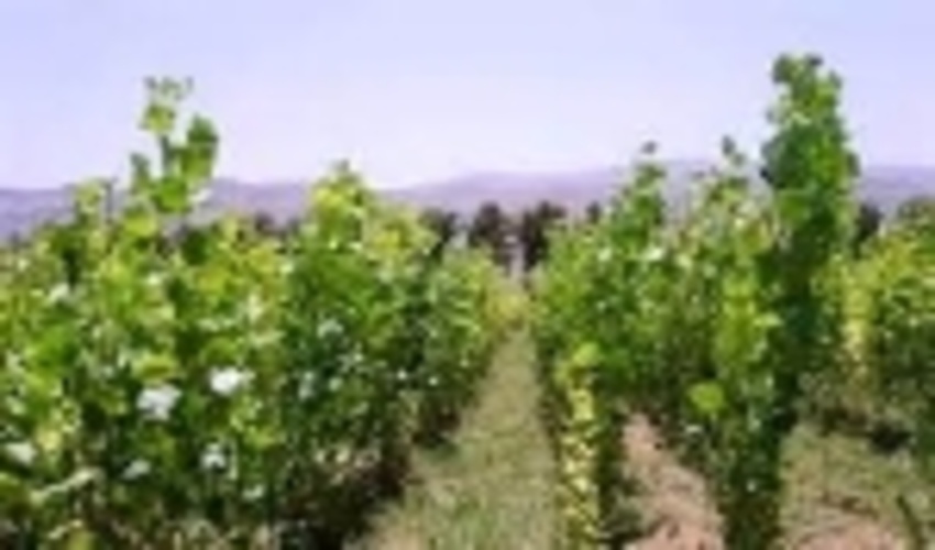 رشد 3 برابری زراعت چوب در سال جهش تولید
