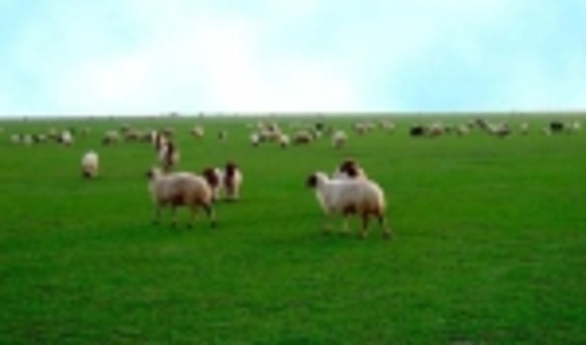 تولید 12 میلیون تن علوفه در مراتع کشور/ صدور پروانه چرای دام برای 951 هزار بهره بردار