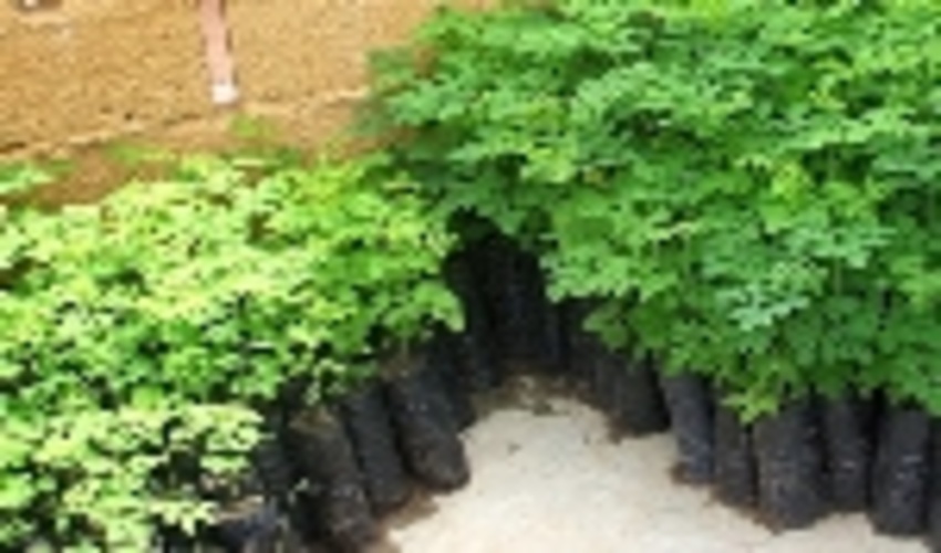 تولید سه هزار اصله نهال درخت مورینگا برای نخستین بار در لارستان