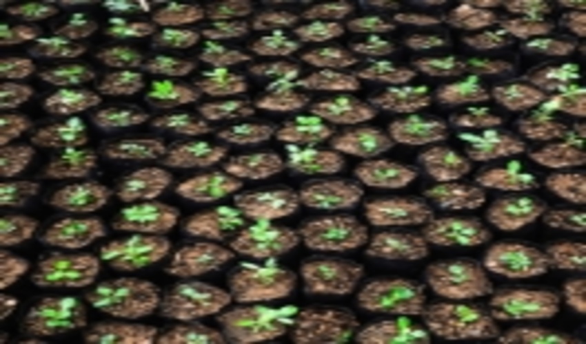  ‍ سالانه 12 میلیون اصله نهال در استان ایلام تولید می شود