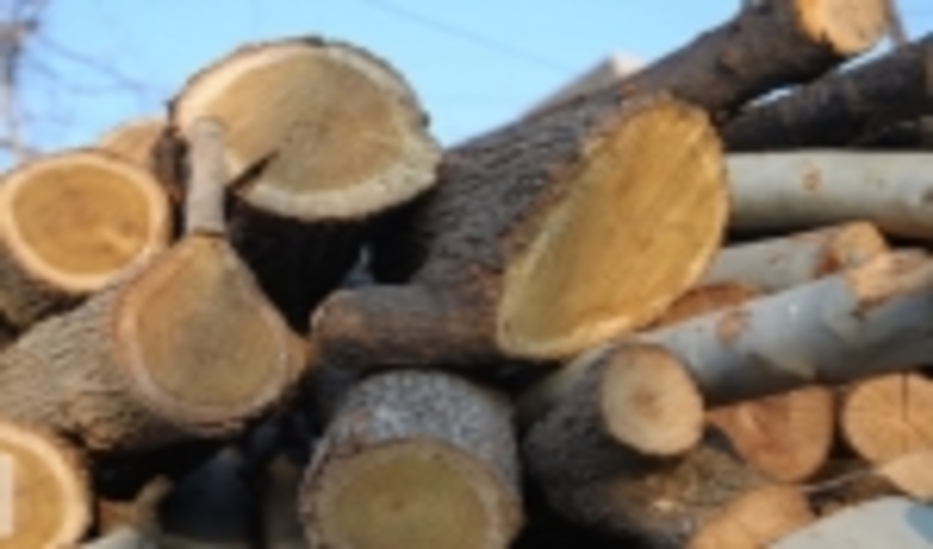 زراعت چوب ظرفیت مطلوب برای رونق تولید و اشتغال در بروجرد 
