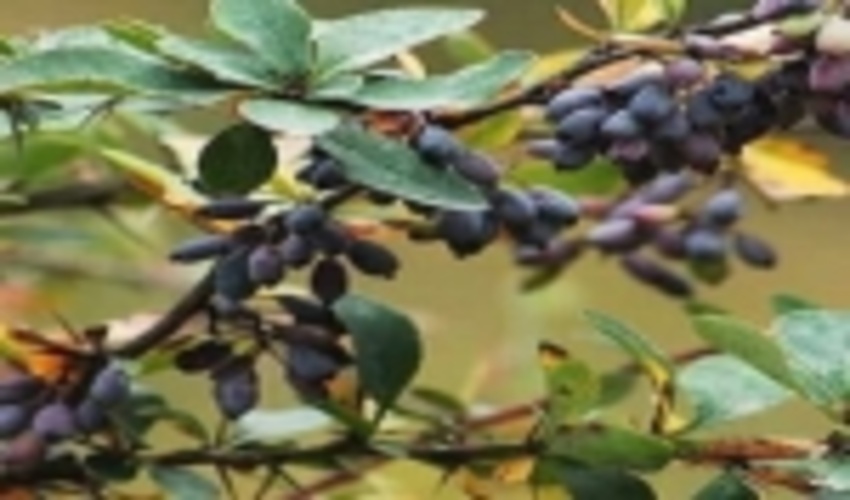 هجوم سودجویان به مناطق کوهستانی خراسان شمالی برای برداشت زرشک کوهی