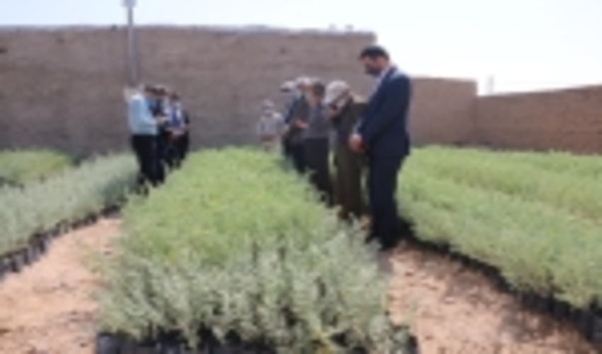 بازدید مدیر کل دفتر امور بیابان سازمان جنگل‌ها از اقدامات طرح ترسیب کربن خراسان شمالی 