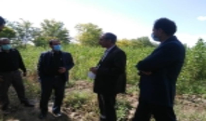 توسعه 2 هزار هکتار جنگلکاری در استان همدان