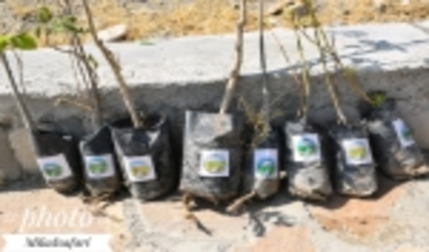 کرمانشاه /گردشگران هم به نام زندگی نهال می کارند