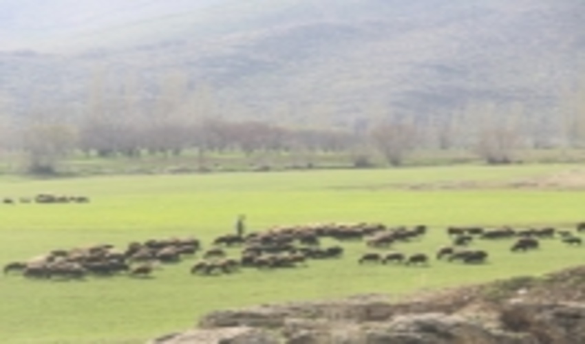 ۱۷ طرح مرتعداری در ۵۱ هزار هکتار از مراتع خراسان شمالی اجرا شد