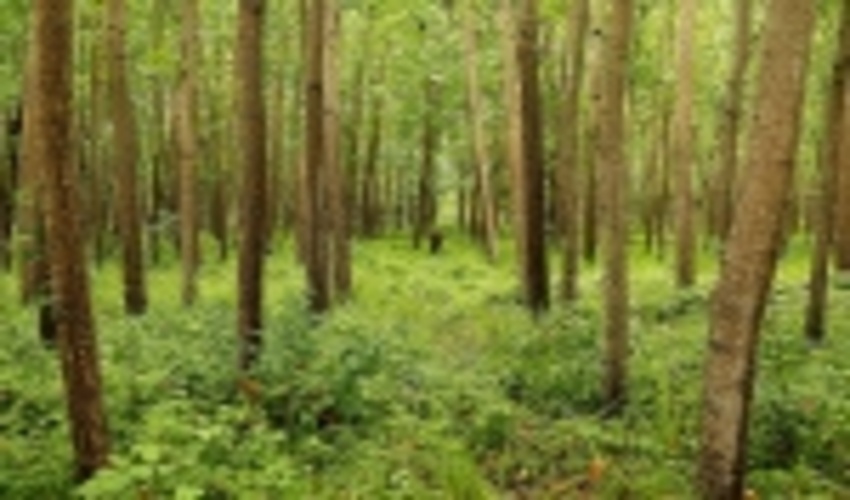 نوشهر/زراعت چوب باعث ايجاد فرصت هاي شغلي مي شود 