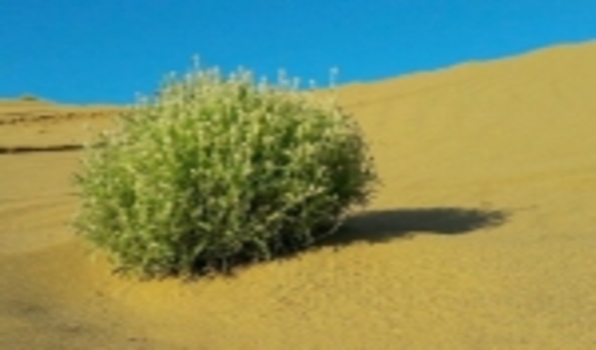 عملیات بیابان‌زدایی در مناطق بحرانی داورزن انجام شد