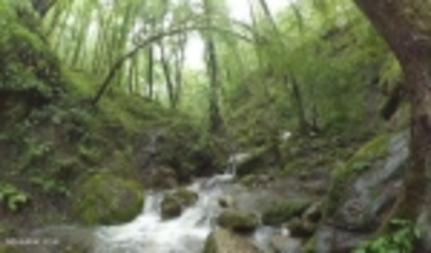 نوشهر/اجرای طرح گردشگری در جنگل تیلاکنار عباس‌آباد منتفی شد