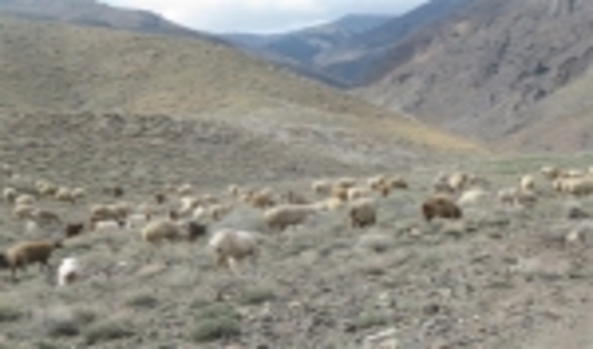 ۴۵۰ هزار هکتار مراتع خراسان جنوبی آزادسازی شد