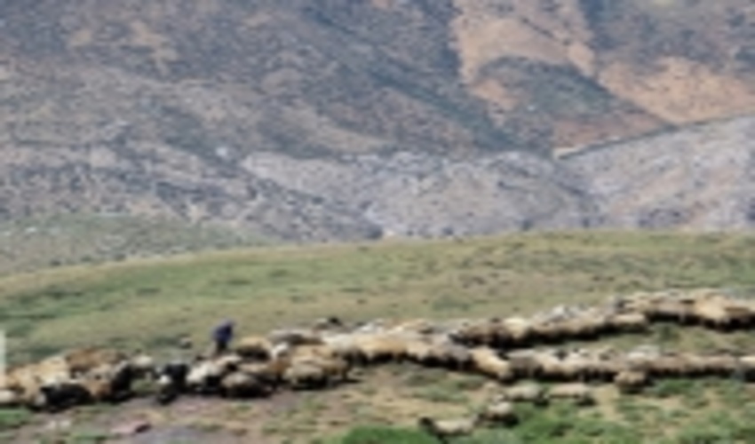 طرح مرتعداری ۷۲ هزار هکتاری جنوب کرمان تهیه شد