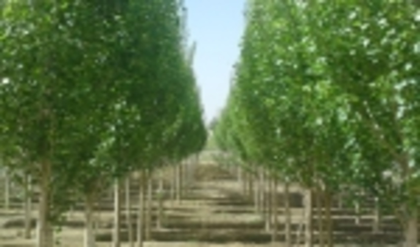 البرز/زراعت چوب گامی موثر در جهت تأمین چوب مورد نیاز کشور