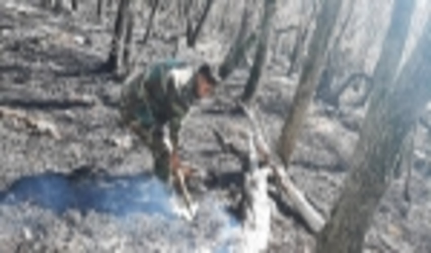 حریق در "توسکستان" گلستان مهار شد 