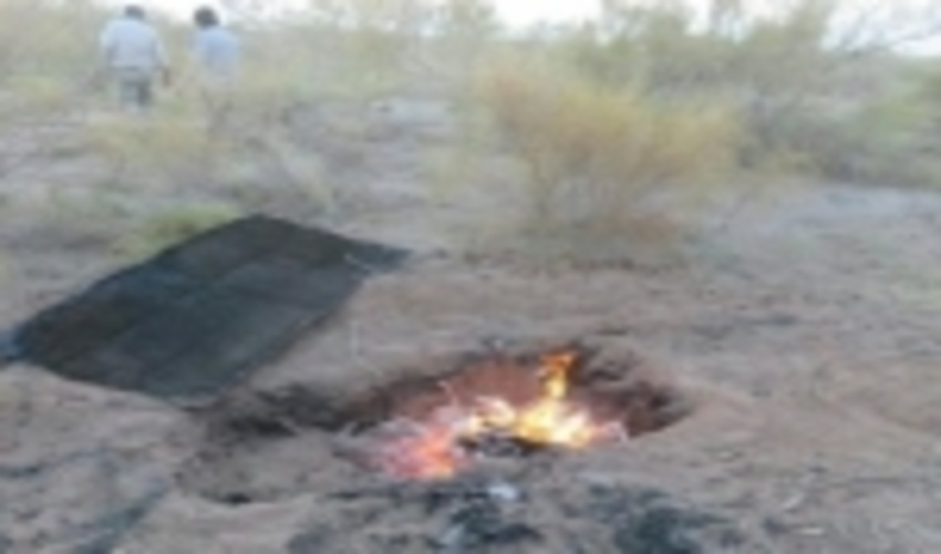 دستگیری عاملان قطع ۲۰۰ درخت تاغ در ششتمد سبزوار 