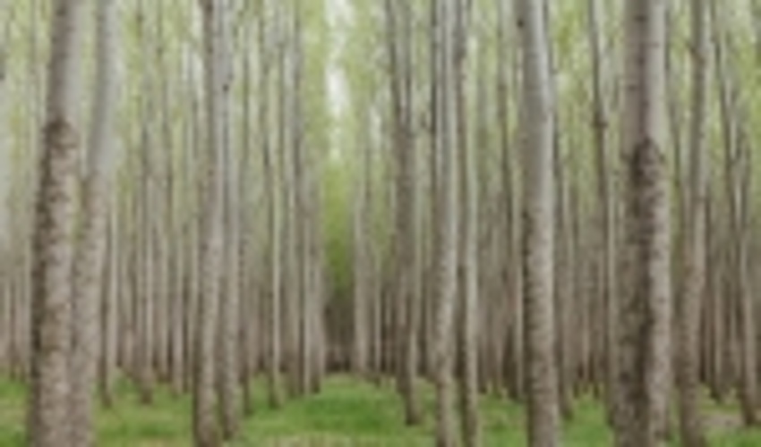 خراسان شمالی/گسترش زراعت چوب با ارائه تسهیلات