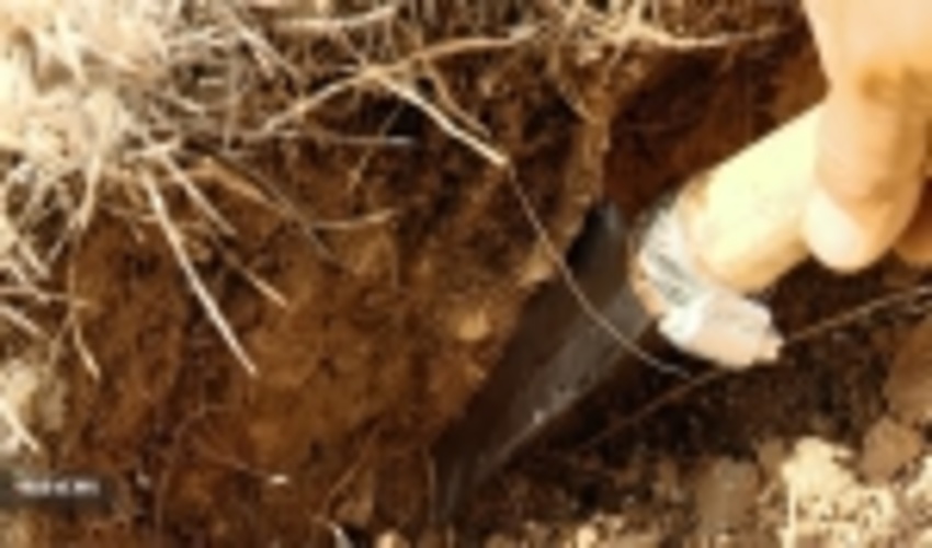 اصفهان/ «کتیرا» را خام به خارج می فرستیم /چرا در ایران قوام نمی گیرد؟