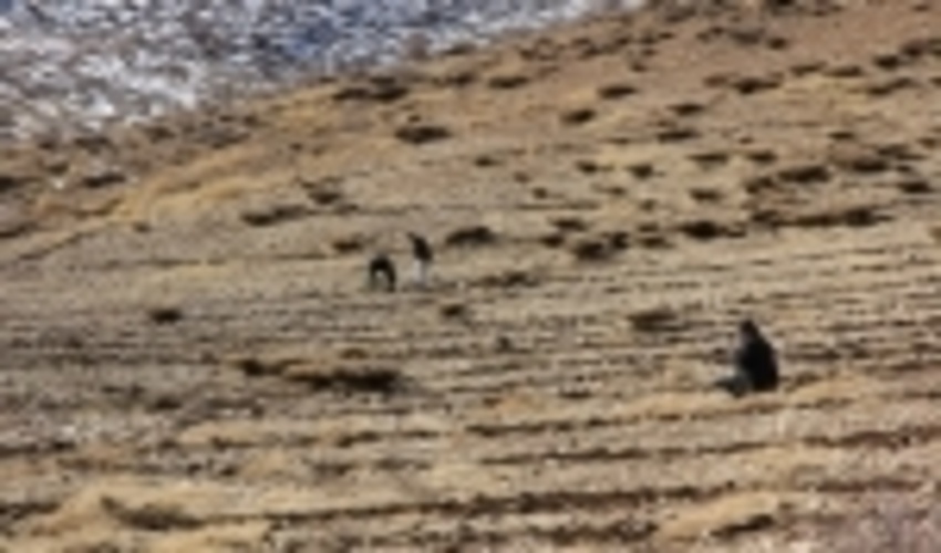 کشت گیاهان دارویی در ۲۵۰۰ هکتار از مراتع چهارمحال و بختیاری آغاز شد