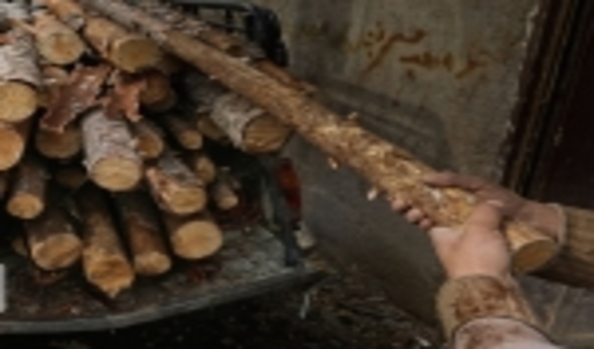 مدیرکل منابع طبیعی البرز: عرصه بر قاچاقچیان چوب تنگ می شود