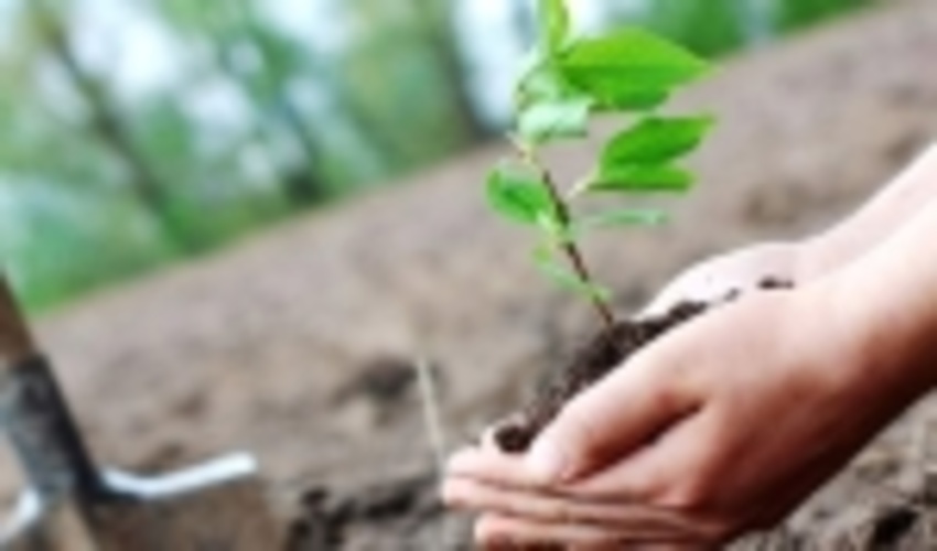 غرس نهال به یاد شهید فخری زاده و شهدای سلامت در جنوب کرمان 