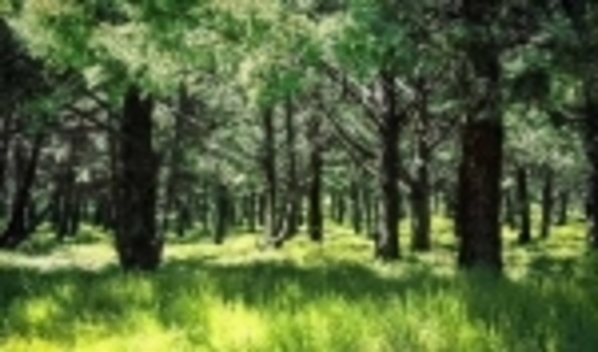 2300 هکتار از پارک های جنگلی شمال تهران به شهرداری ها احاله مدیریت می شود