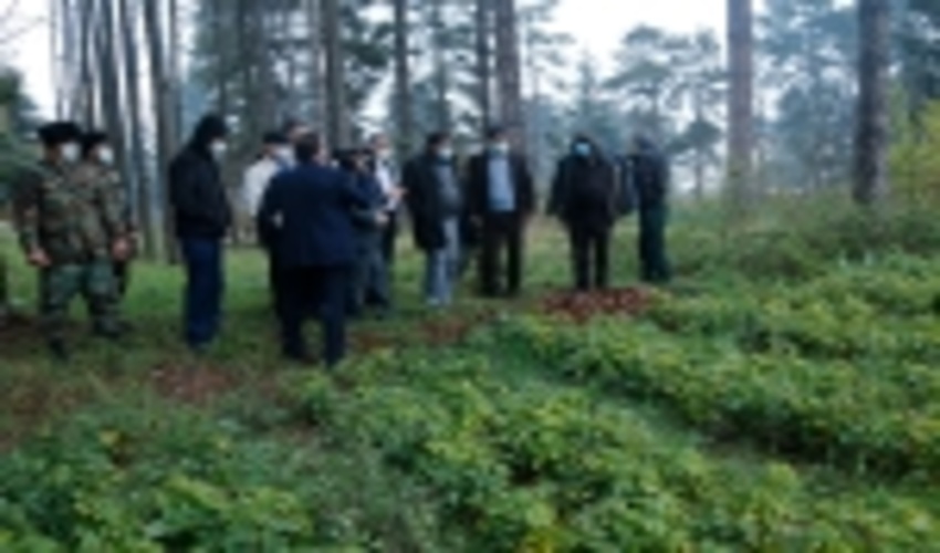 تولید 700 هزار اصله نهال جنگلی در نهالستان کلاردشت