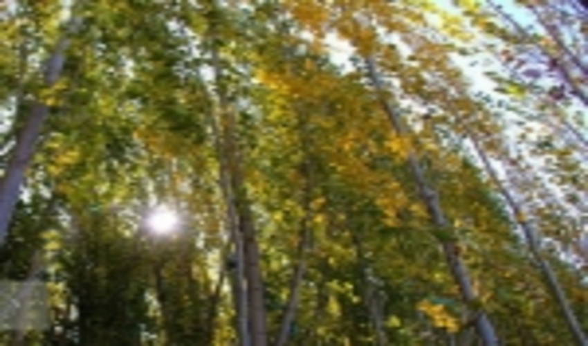 خیز سمنان برای زراعت ۱۰۰۰هکتاری چوب با آب‌های نامتعارف