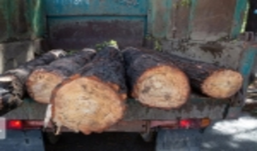 افزایش جریمه قاچاق چوب در کهگیلویه و بویراحمد 