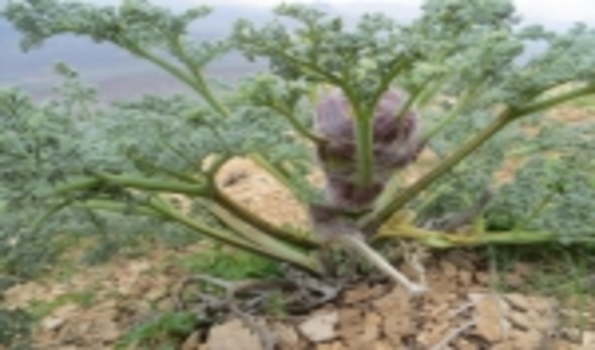 گیاه باریجه در ۲ هزار و ۲۰۰ هکتار از اراضی طبیعی استان مرکزی کشت شد