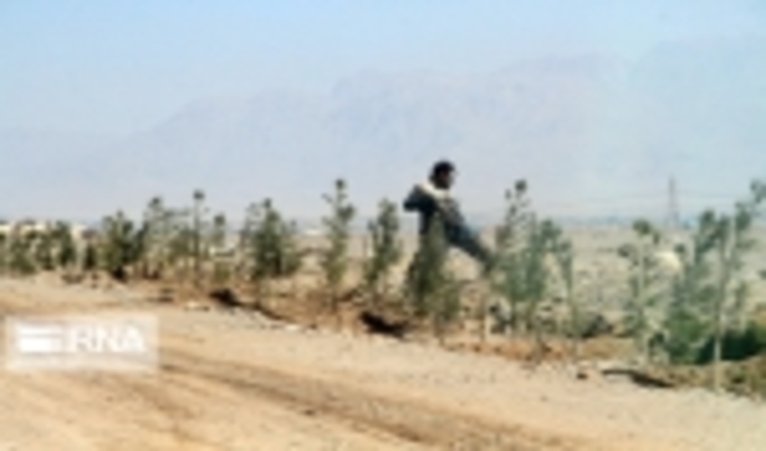 بازدید مدیرکل دفتر امور بیابان از نهالکاری 4200 هکتاری مناطق بیابانی جنوب کرمان 