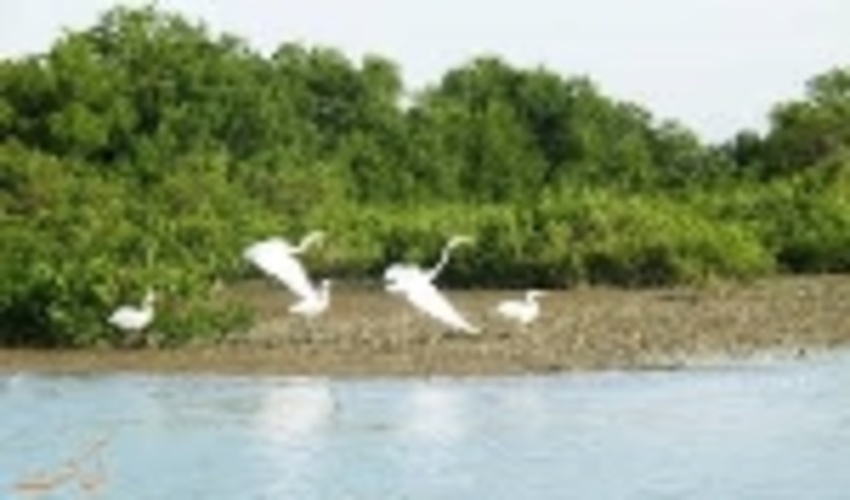 طرح های عمرانی و تولیدی در مجاورت جنگل های حرا باید تاییدیه زیست محیطی داشته باشند