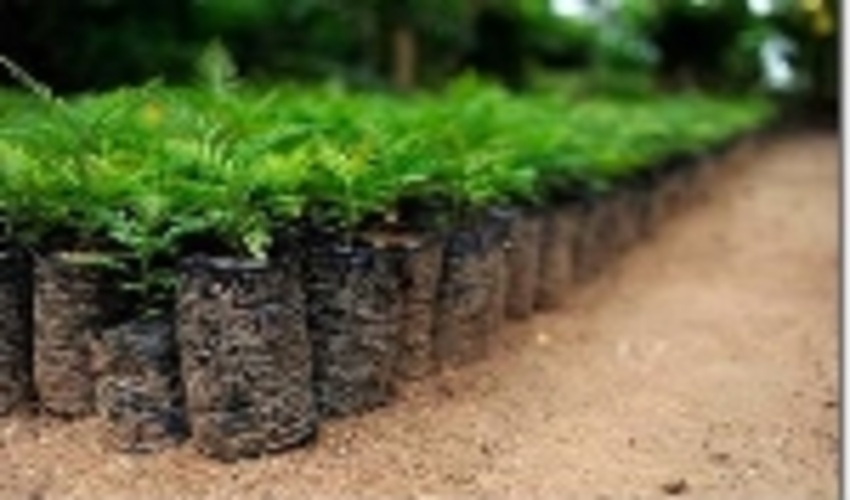  توزیع ۵۰۰ هزار اصله نهال جنگلی و فضای سبزی در البرز آغاز شد