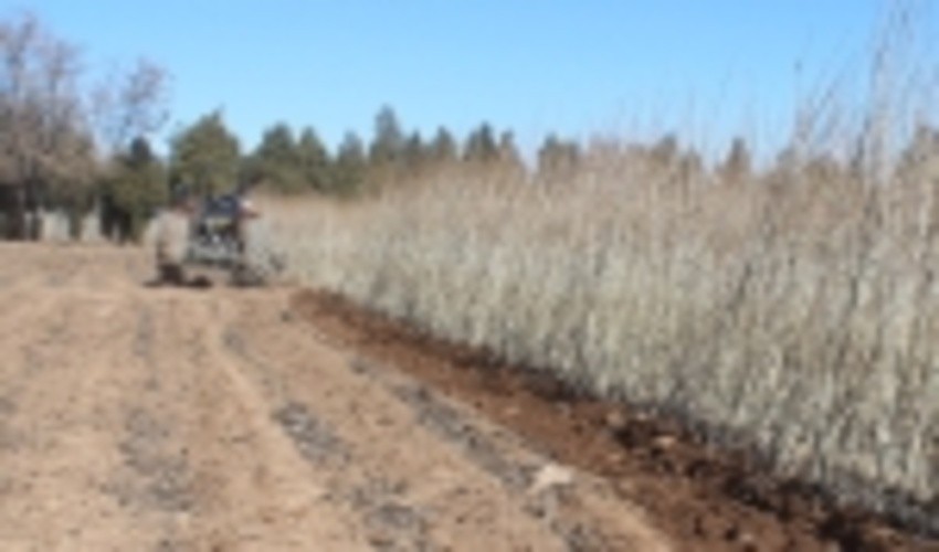 یک میلیون و ۳۰۰ هزار اصله نهال در استان مرکزی آماده توزیع است