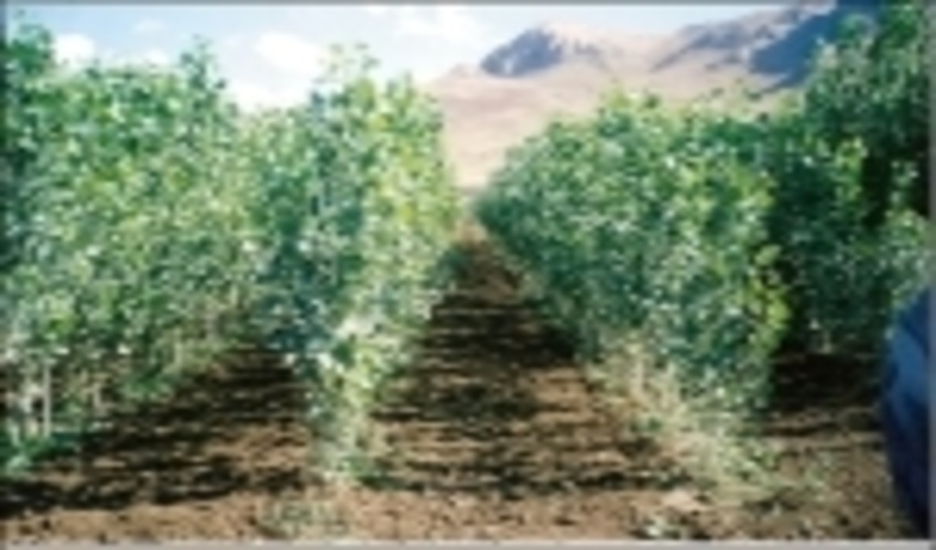 900 هزار اصله نهال در کردستان غرس می‌شود