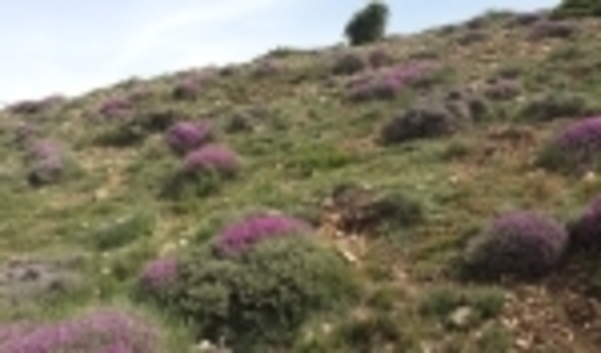 عملیات احیای اکوسیستم های مرتعی استان سمنان در سطح 2040 هکتار اجرا شد