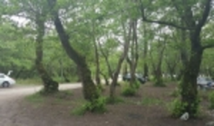 ۲۲۷ درخت خطرساز در پارک‌های جنگلی گلستان قطع شد