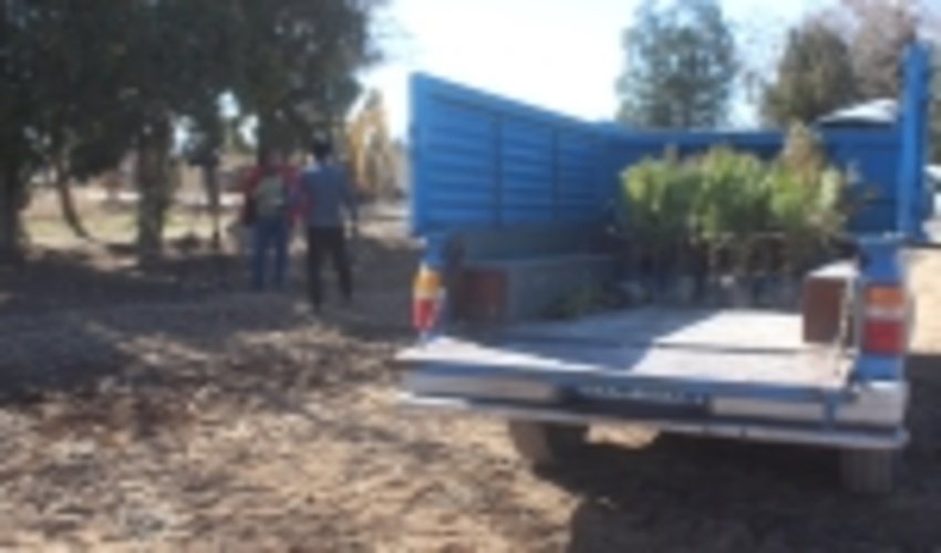 120هزار اصله نهال در شازند آماده توزیع است