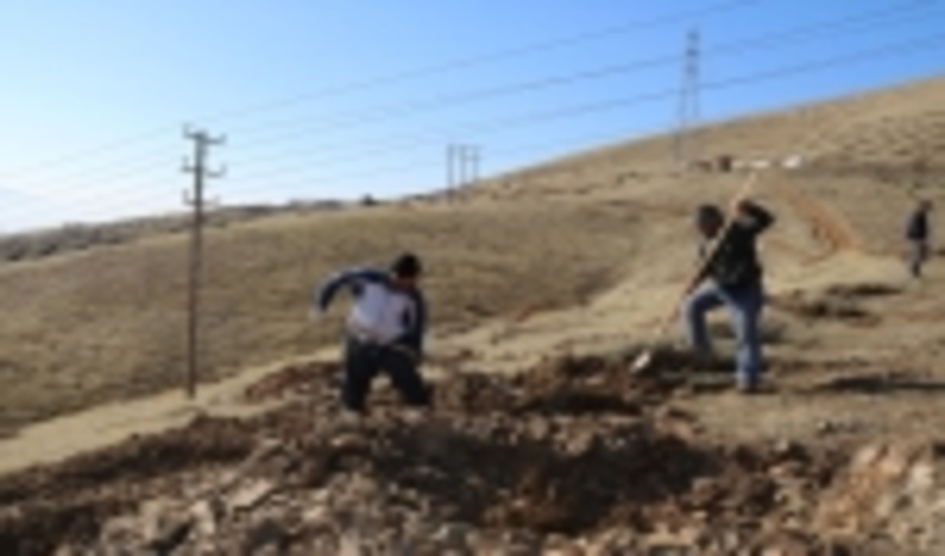 به مناسبت هفته منابع طبیعی؛ ۲۱ هزار اصله نهال رایگان در جنوب کرمان توزیع می‌شود