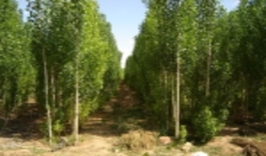 پیش بینی ۱۰۰ هزار هکتار زراعت چوب طی ۶ سال در ناحیه رویشی زاگرس