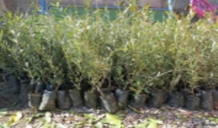 200 هزار اصله نهال صنوبر در خلخال توزیع شد