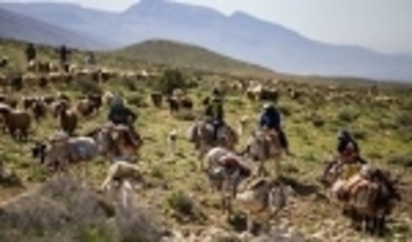 ورود زودهنگام دام عشایر، مراتع را نابود می‌کند/ صدور 5000 اطلاعیه برای جلوگیری از کوچ پیش از موعد