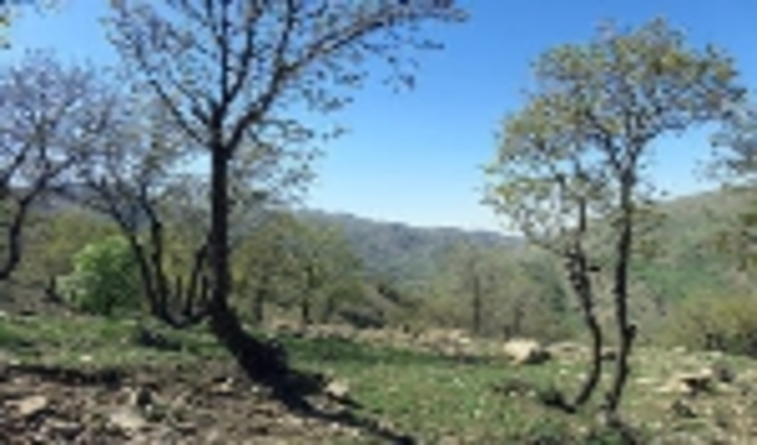 41 ذخیره گاه جنگلی در جنوب کرمان شناسایی شد